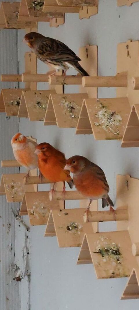 Canaris de couleurs 60 93190 Livry-gargan