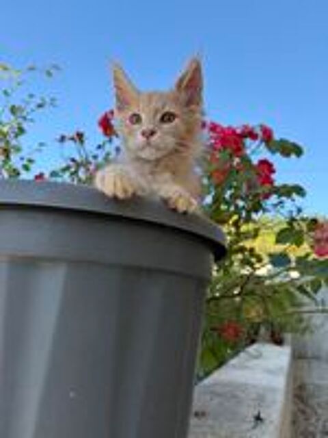   Maine coon  
