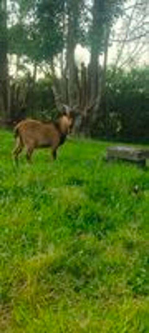   Limp, bouc nain � adopter 