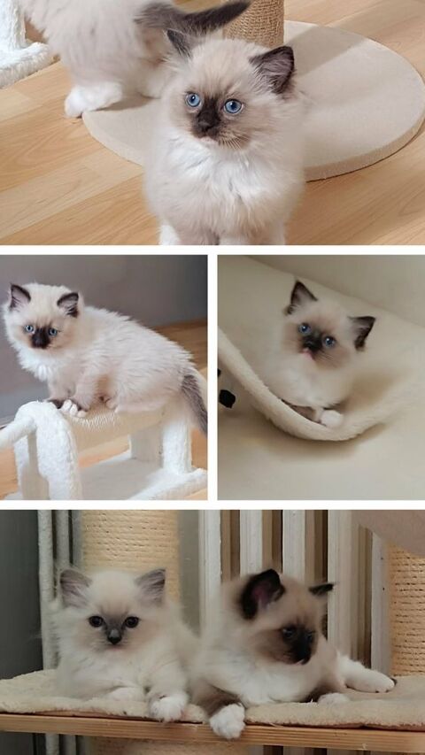 Superbes chatons Ragdoll LOOF 1300 94200 Ivry-sur-seine