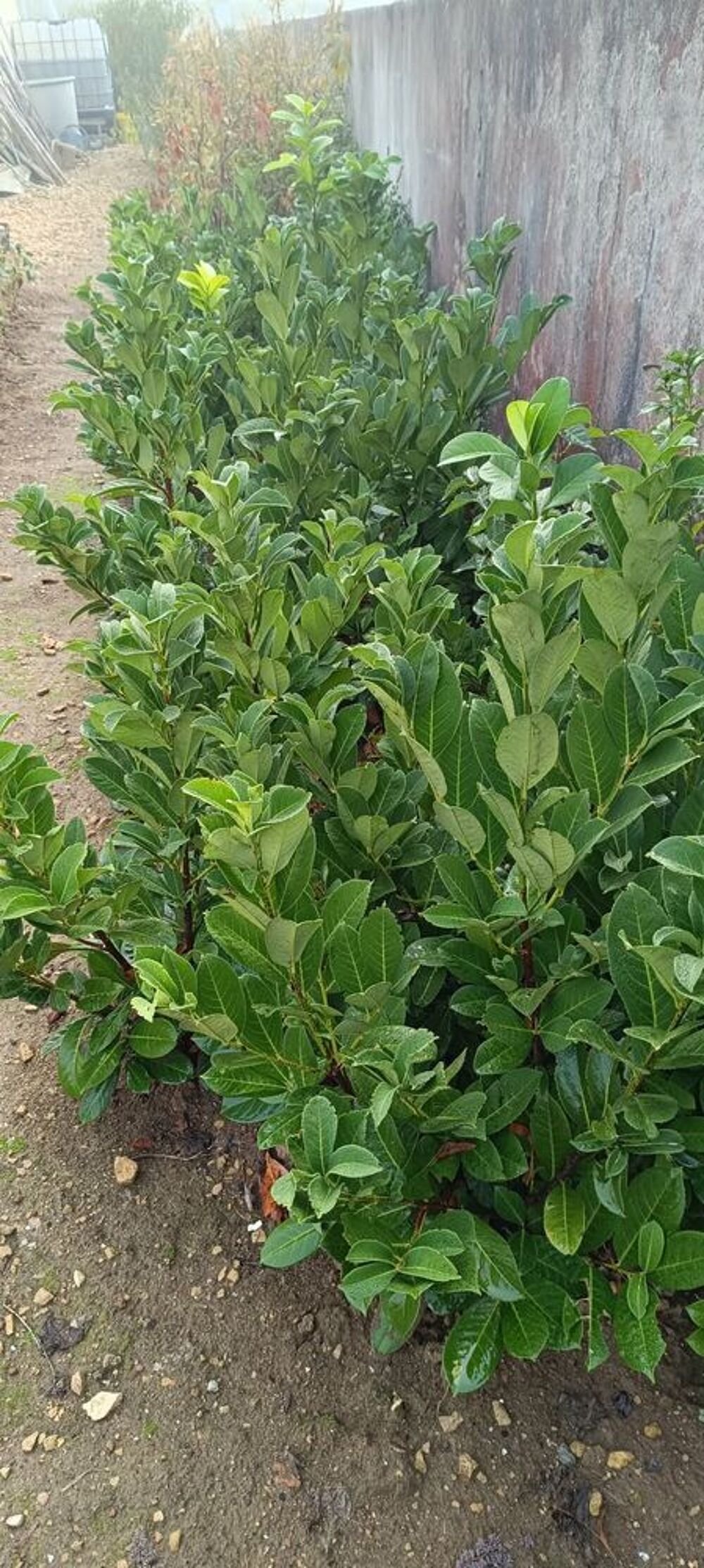 lauriers pour haie Jardin