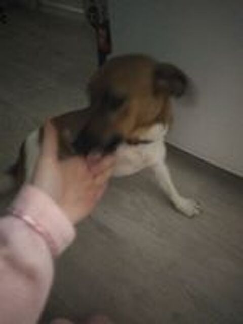   Chien Jack russel pure race 