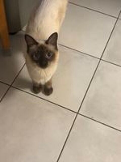   Chat  