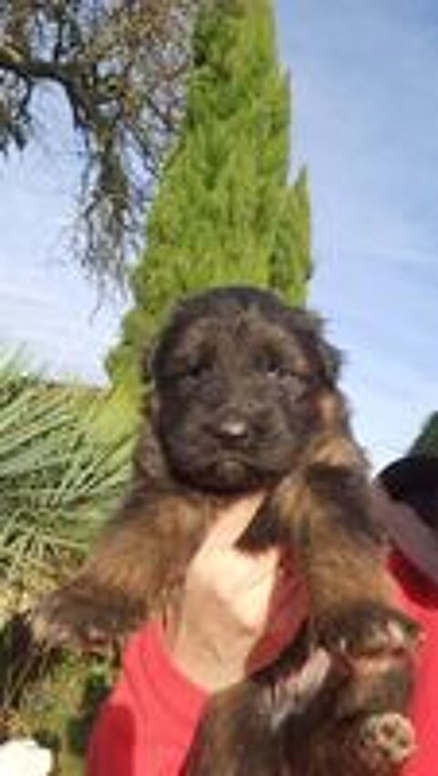   CHIOTS BERGER ALLEMAND LOF poils longs 