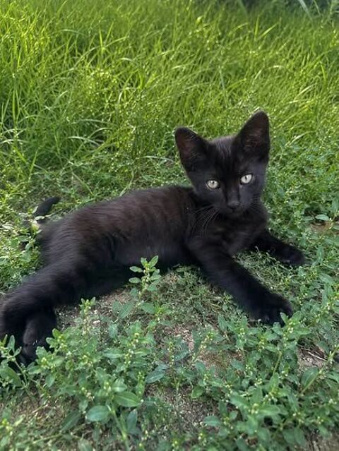 Chat OLIVE &agrave; l adoption 120 26140 Saint-rambert-d'albon