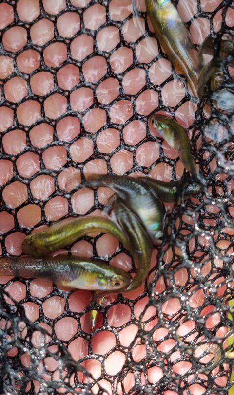 Gambusies,  petis poissons  "anti moustiques" 0 40240 Saint-julien-d'armagnac