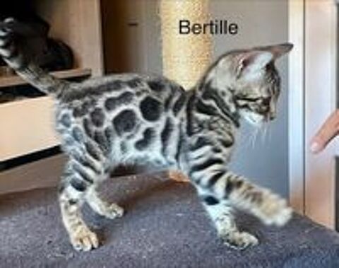   Adorable chaton bengal loof 