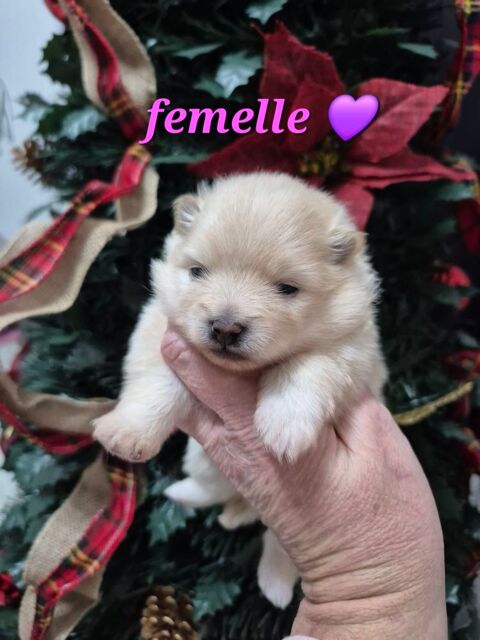 3 magnifiques bébés spitz nain à réserver 1800 45290 Ouzouer-des-champs