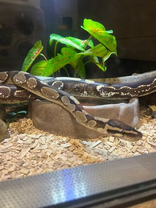 serpent boa python reptile bois décoration