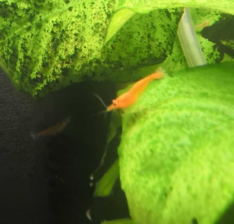 crevettes 0 85110 Monsireigne