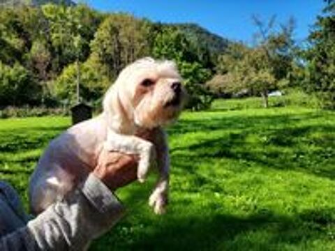   femelle bichon maltais adulte 