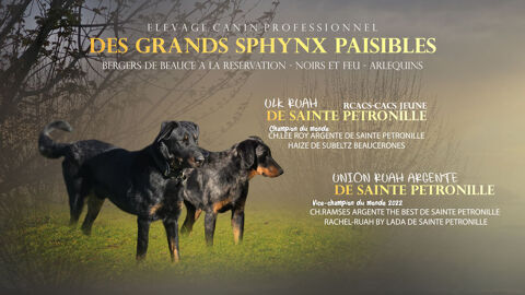 3 CHIOTS BEAUCERONS LOF MALES NOIR ET FEU 900 47800 Miramont-de-guyenne