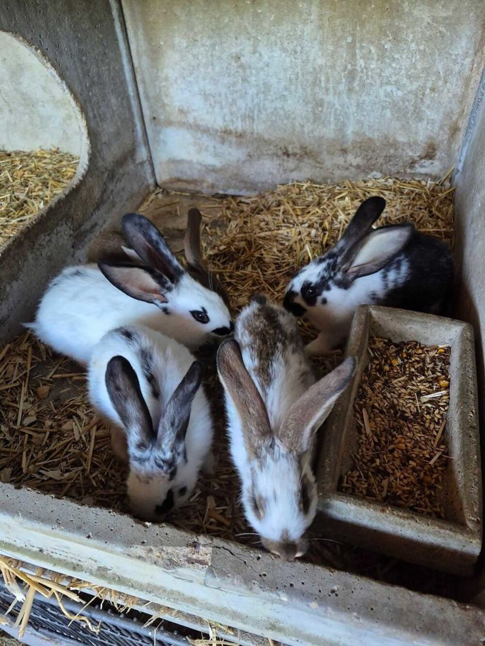lapin geant papillon Jardin