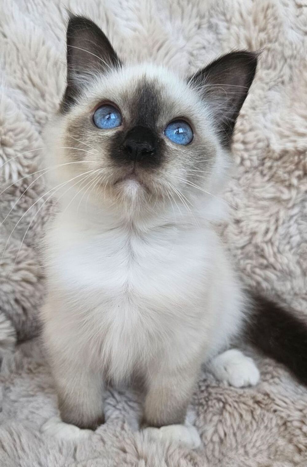   Magnifique mâle Sacre de Birmanie Loof-LIVRAISON  