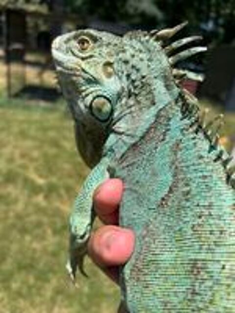   Iguane Bleu 