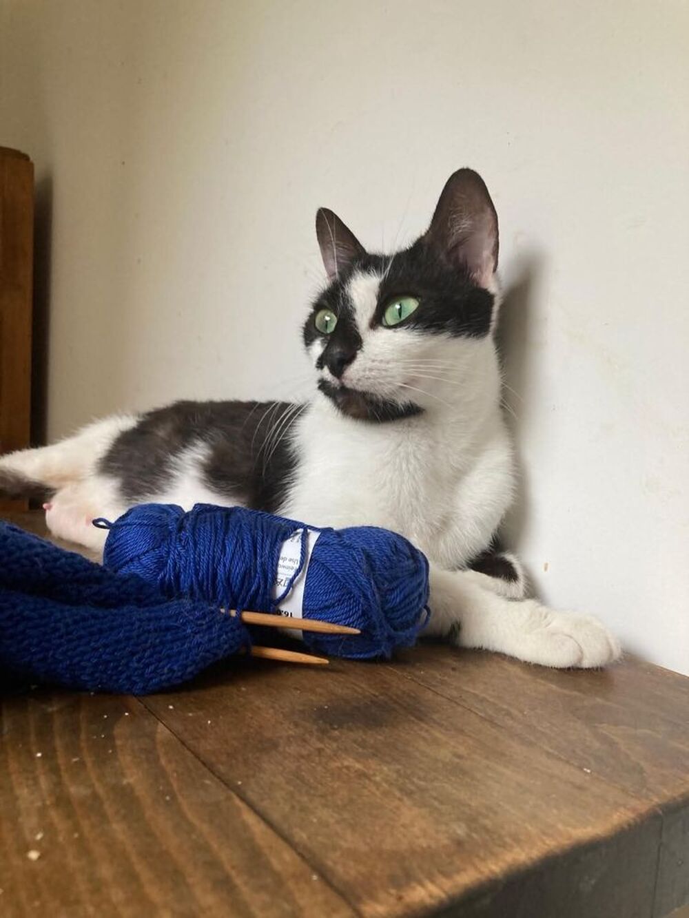   JULIETTE Jeune chatte affectueuse et douce 