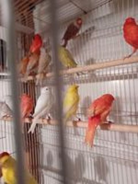   canaris 