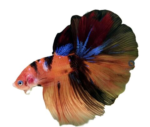 Bettas de selection 7 04700 La brillanne