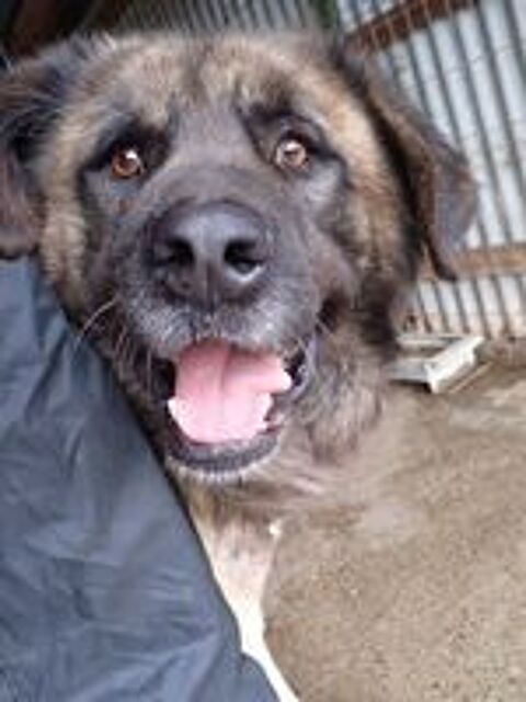   Preston à l'adoption 