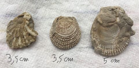 Coquillage fossilisé 4 Paris 20 (75)