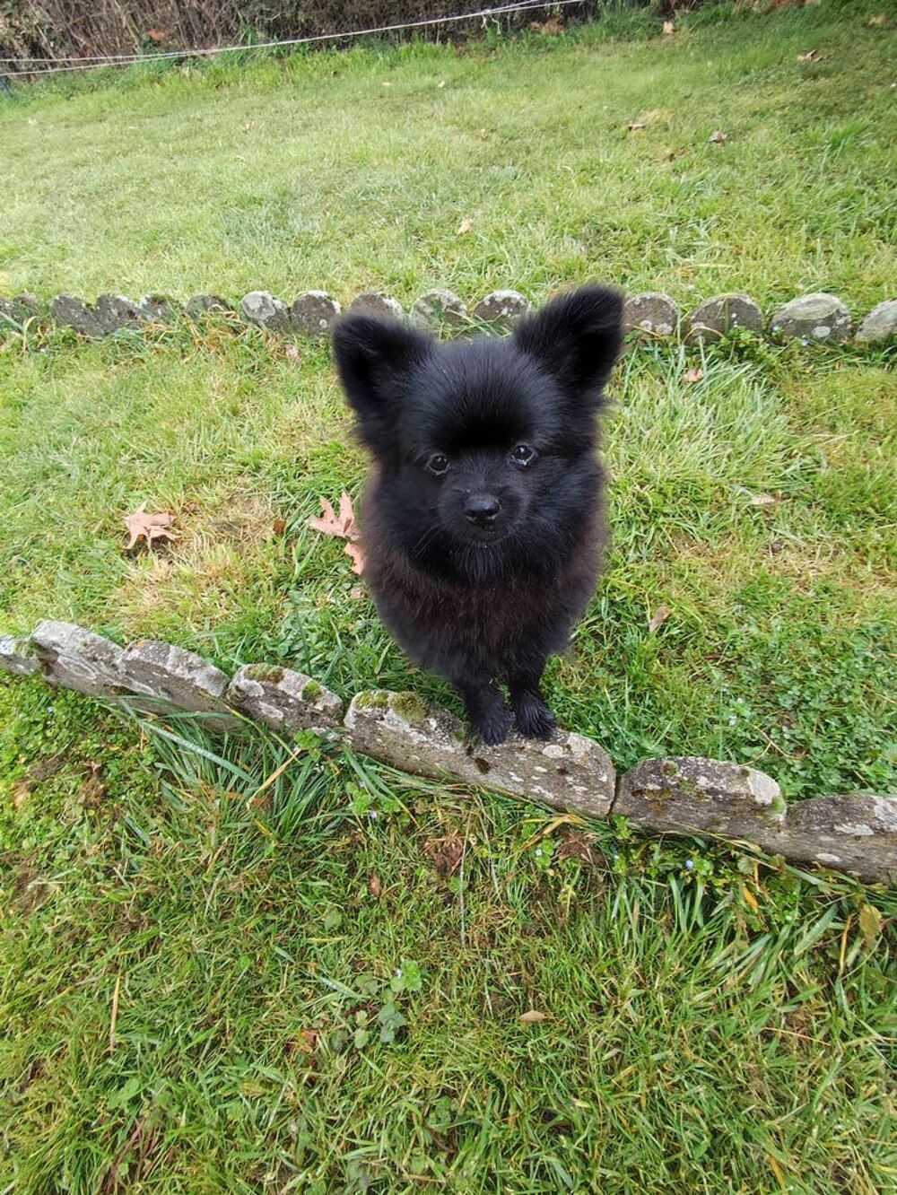   Chiot Spitz allemand . 