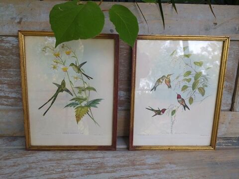Planches Ornithologiques Colibris Lithographie J. Gould Loches (37)
