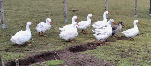 Oies fris&eacute;es et lisses 2025 35 42820 Ambierle