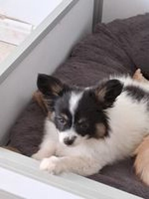   Femelle papillon tricolore 