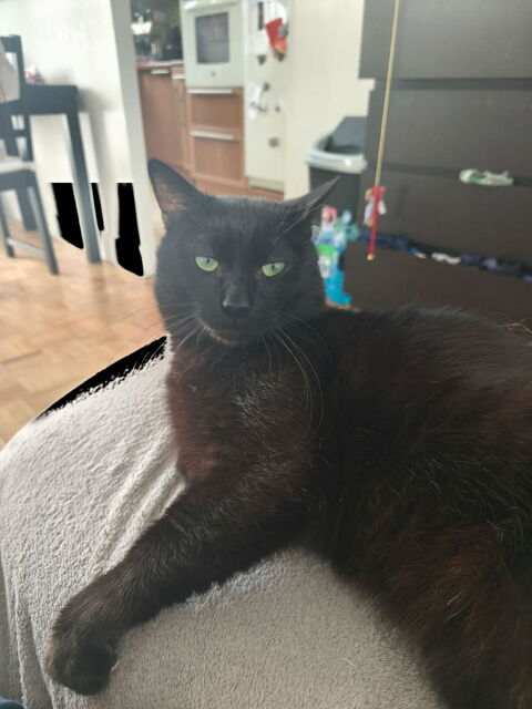 Wesley, un amour de jeune chat 180 93230 Romainville