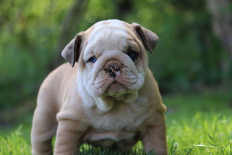 Bulldogs anglais merle yeux bleus rares 3000 53220 Larchamp