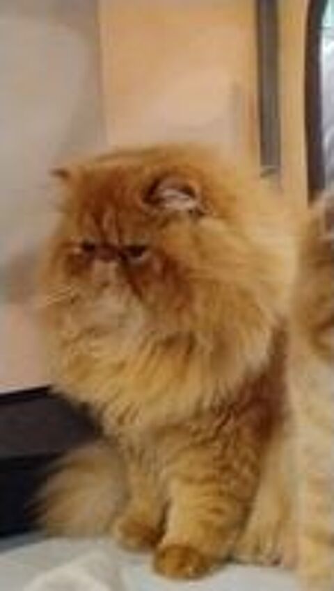   ARES DU DOMAINE AUX IRIS 