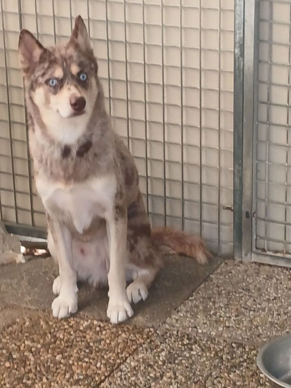   Pomsky f2 a placer  