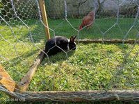   Lapin nain mâle 