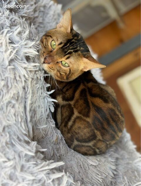 🌟 M&acirc;le Bengal Brown d'Exception � Rosettes Uniques en France 🌟 1590 66450 Pollestres