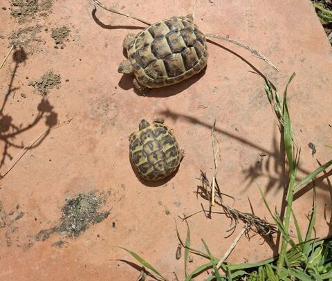 jolie tortue juvénile de 3 ans 40 34000 Montpellier