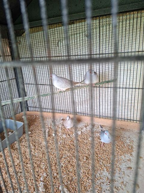 V end colombe diamant 7 33360 Quinsac