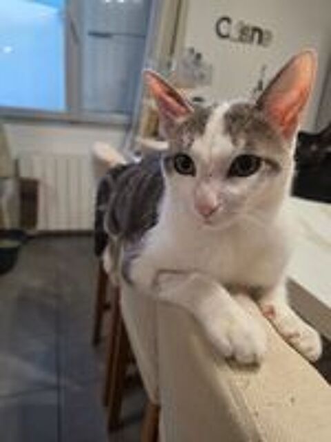   Adorable chat mâle à l'adoption 