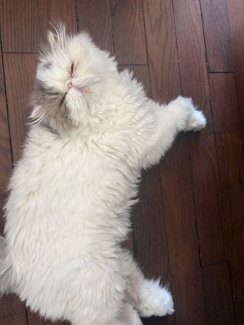   Adorable persane 