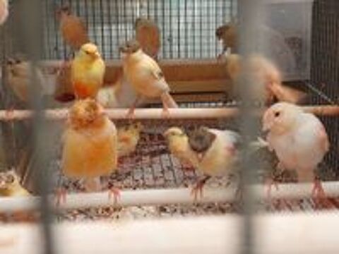   Disponibles canaris 2026 