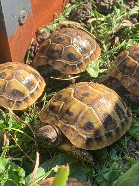 Tortue de terre 80 95330 Domont