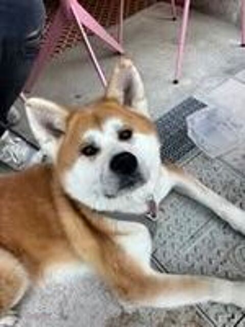   Chien ACHIKA à l adoption 