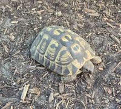   Couple de tortues adultes reproducteur: male + femelle  