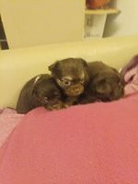   Chihuahua a réserver  