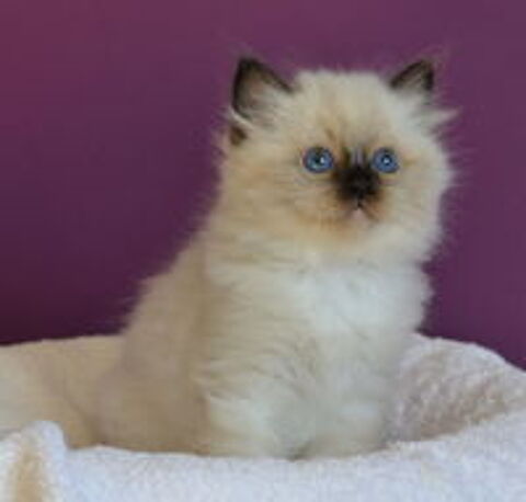   Magnifiques chatons sacrés de Birmanie à réserver  