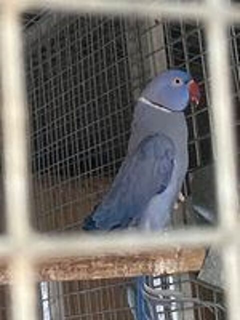   Perruche collier  
