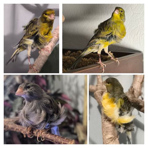 Canaris frisé du Nord mâles 2025 25 29860 Bourg-blanc