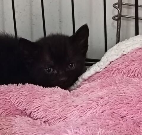 Chat KENZO &agrave; l adoption 120 26130 Saint-restitut