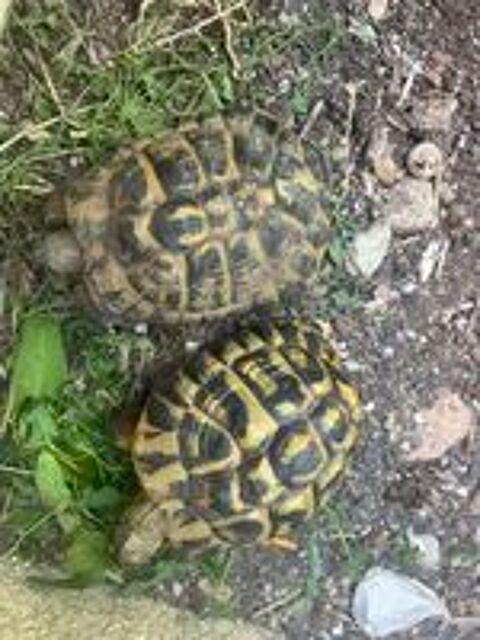   Cède couple mâle 15 ans  et femelle 18 ans 
