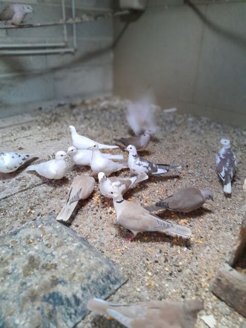 touterelles echange femelle contre m&acirc;le 8 24130 Saint-georges-blancaneix