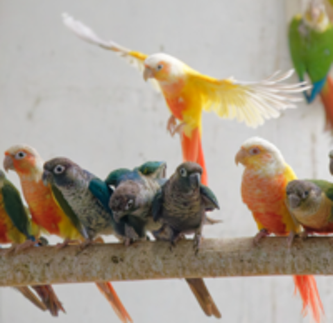   pyrrhura molinae / conure 